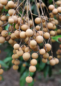 Sri Chompoo Pink Longan Tree