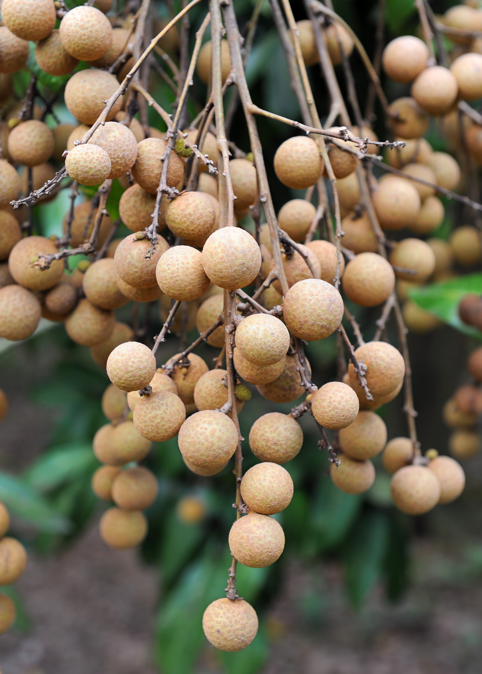 Sri Chompoo Pink Longan Tree live plant