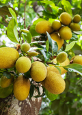 Golden Nugget Jackfruit Tree
