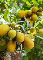 Golden Nugget Jackfruit Tree live plant