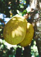 Golden Nugget Jackfruit Tree live plant - additional view 3
