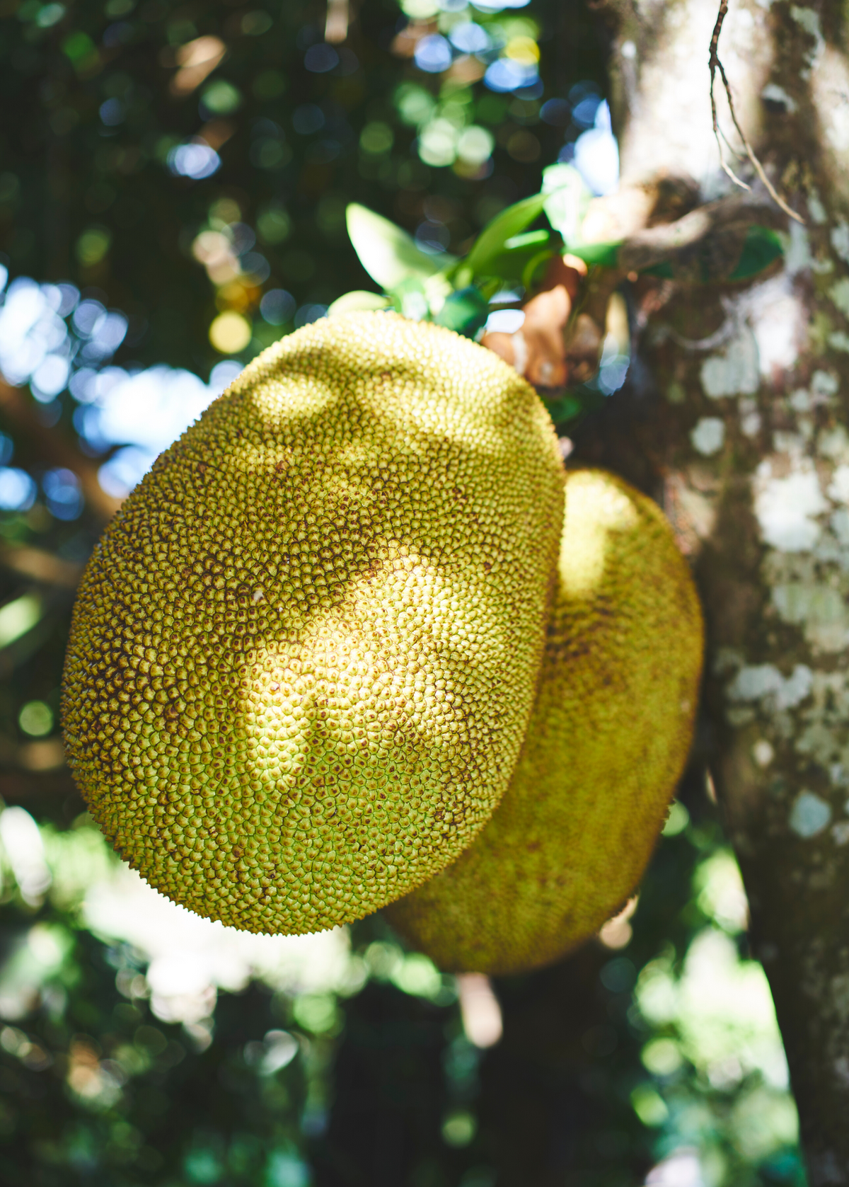 Golden Nugget Jackfruit Tree live plant - additional view 3