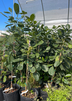 Golden Nugget Jackfruit Tree live plant - additional view 5