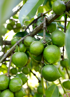 Black Sapote Seedling Tree live plant - additional view 2