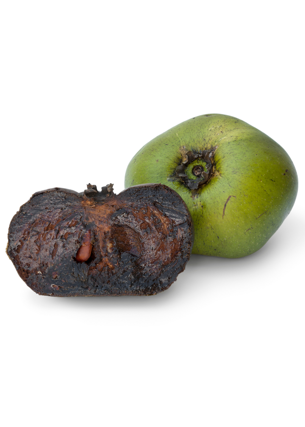Black Sapote Seedling Tree live plant - additional view 4