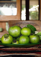 Black Sapote Seedling Tree live plant - additional view 5