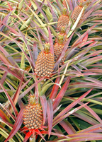 Florida Special Pineapple Plant live plant