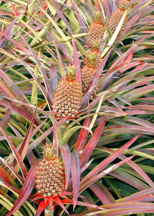Florida Special Pineapple Plant