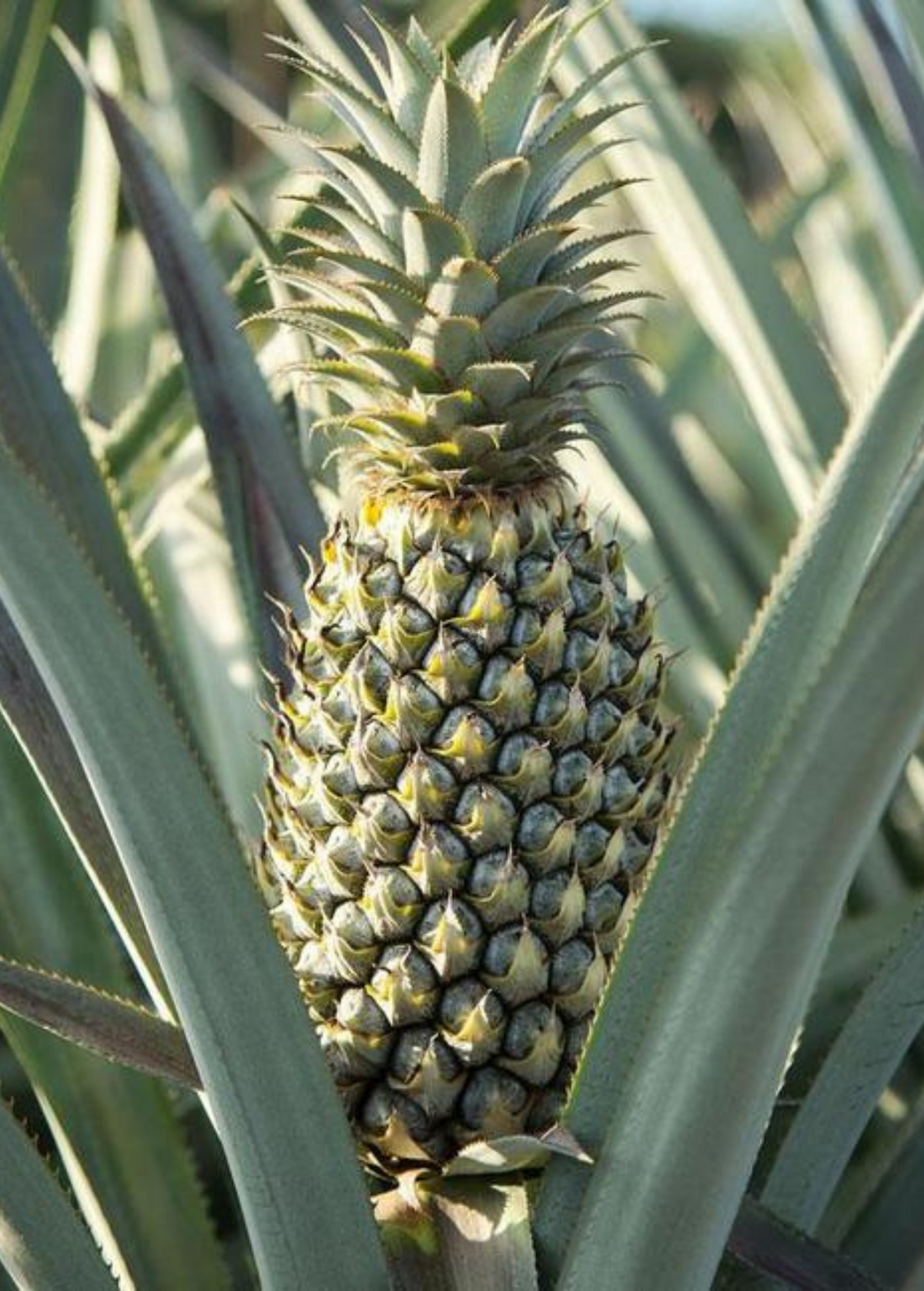 Florida Special Pineapple Plant live plant - additional view 2
