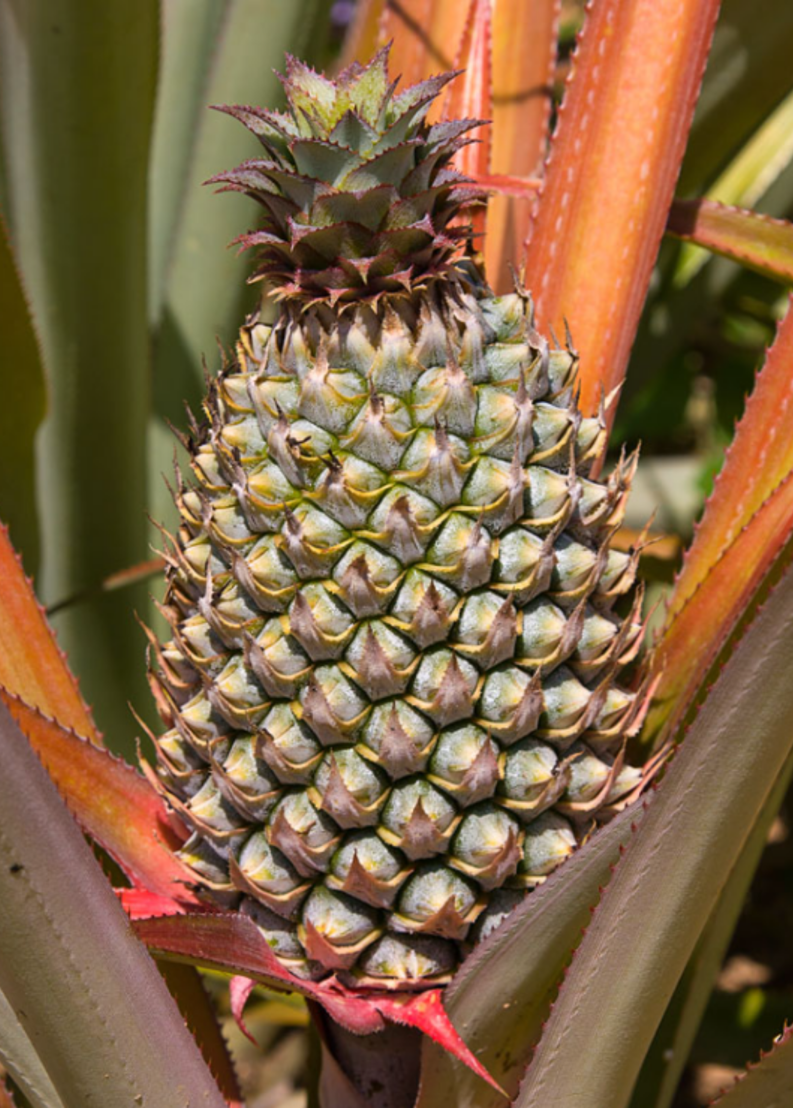 Florida Special Pineapple Plant live plant - additional view 3