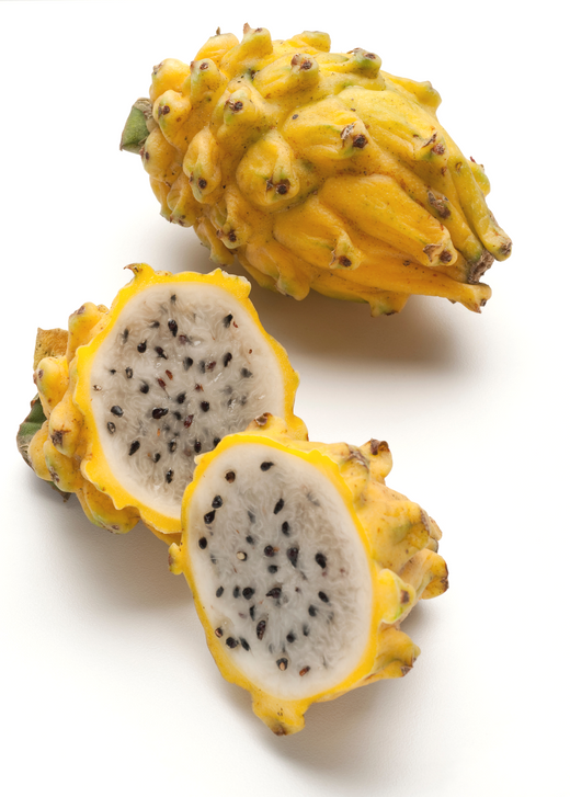 Yellow Dragon Fruit Plant