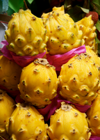 Yellow Dragon Fruit Plant live plant - additional view 2