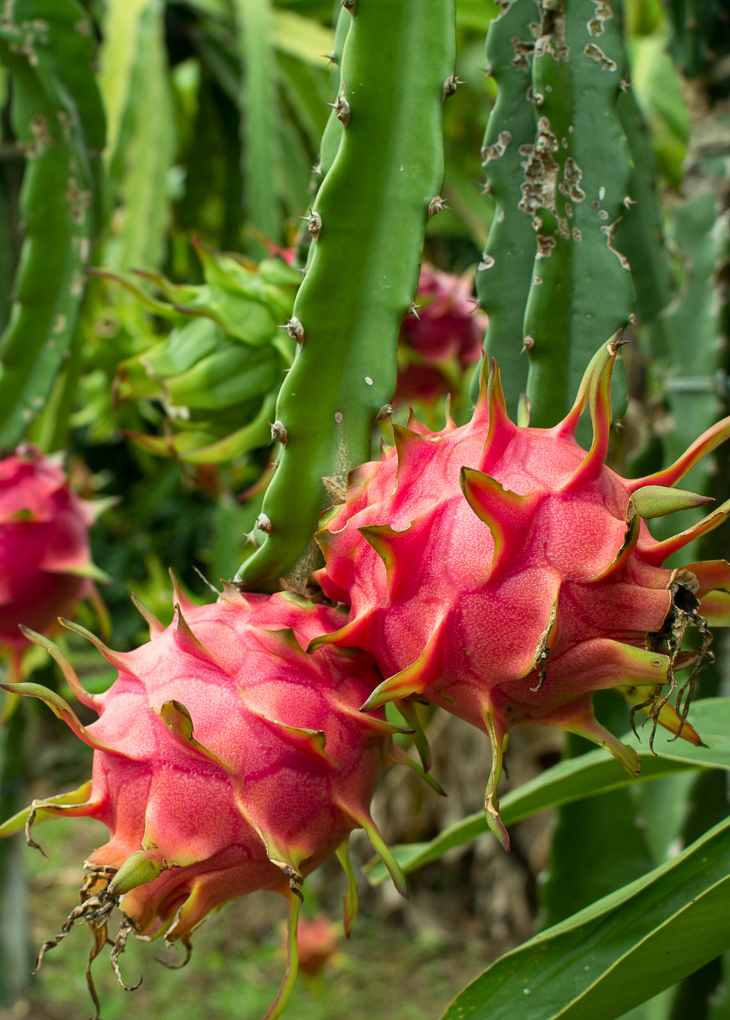 Edgar's Baby Dragon Fruit Plant live plant