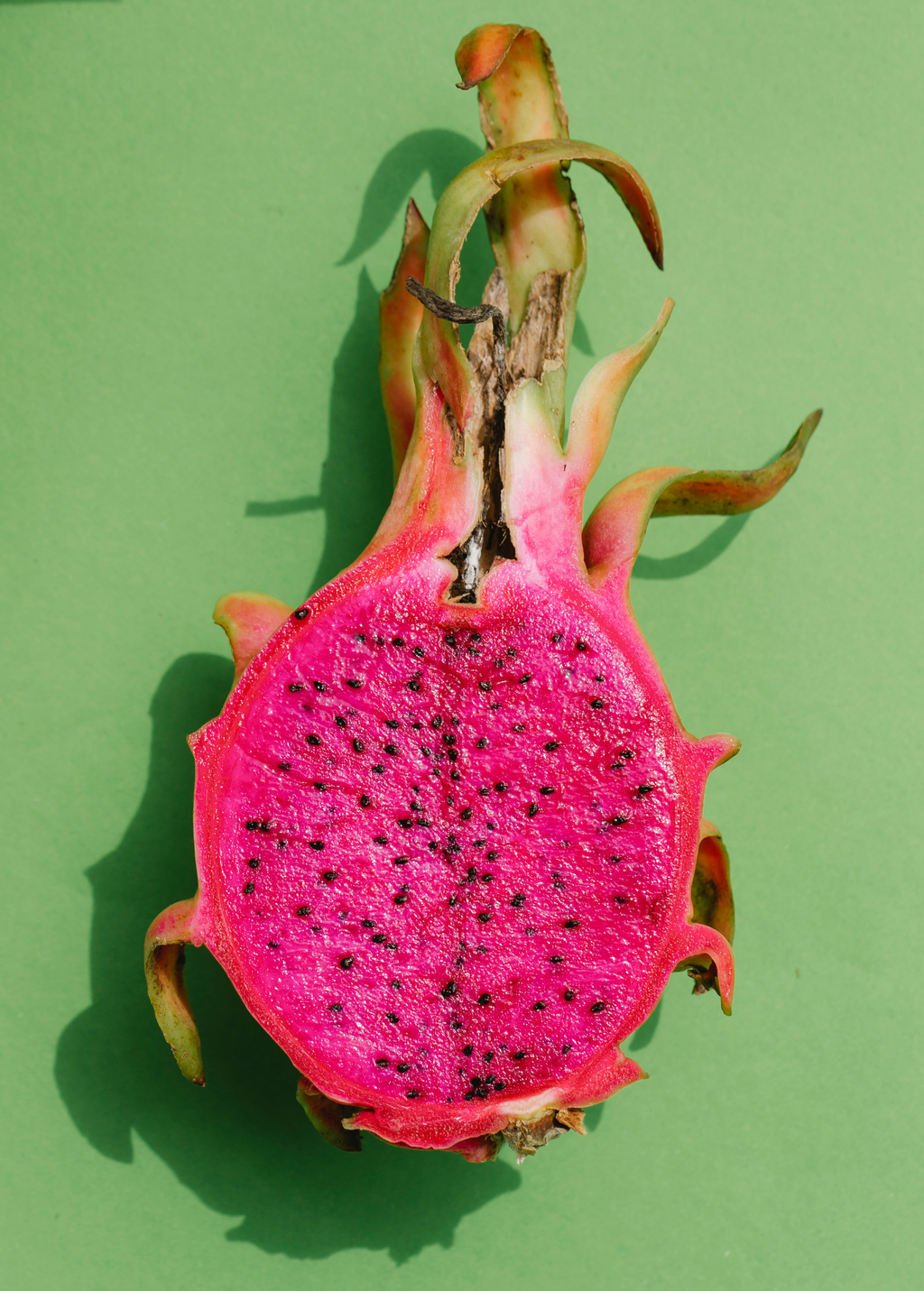 Edgar's Baby Dragon Fruit Plant live plant - additional view 3
