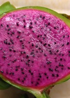Edgar's Baby Dragon Fruit Plant live plant - additional view 4
