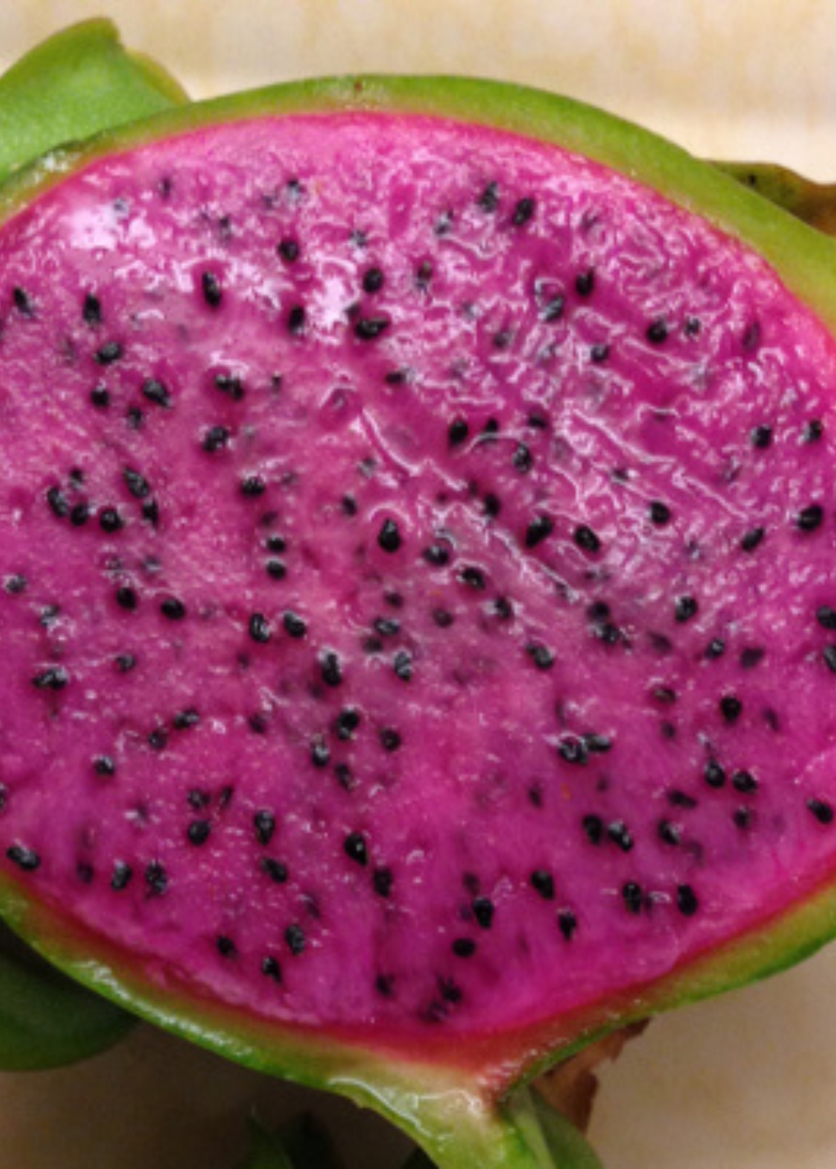 Edgar's Baby Dragon Fruit Plant live plant - additional view 4