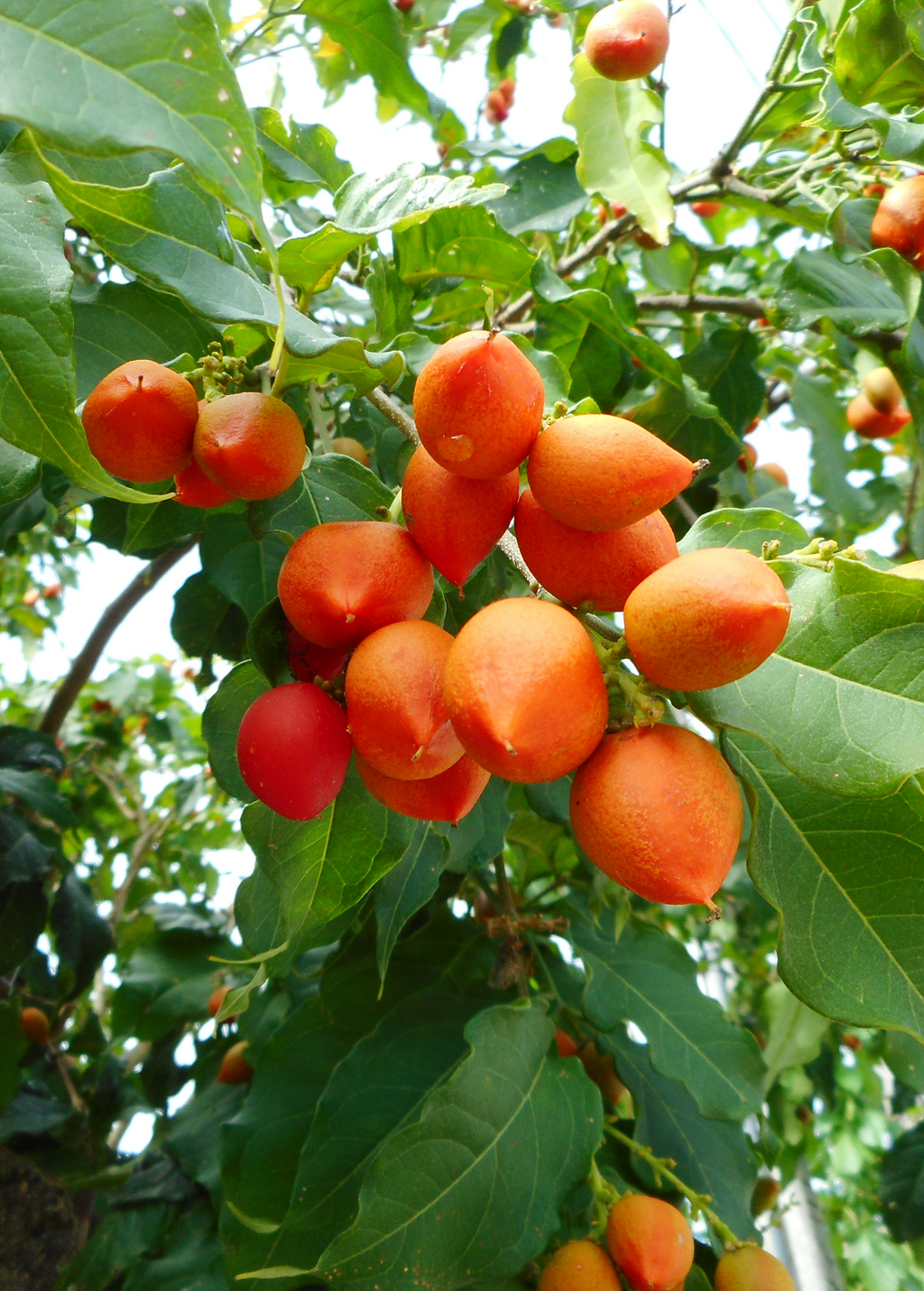 Peanut Butter Fruit Tree live plant