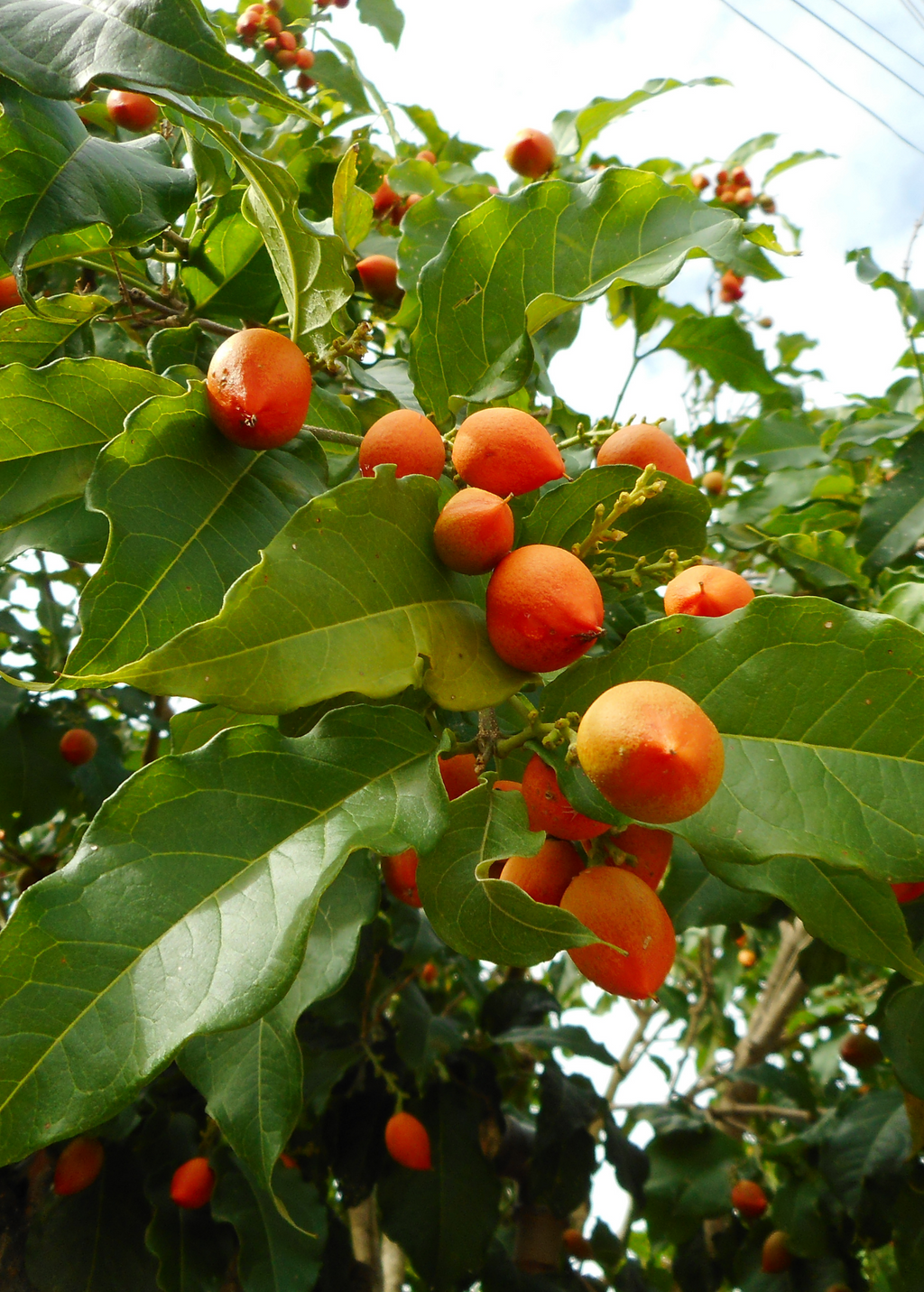 Peanut Butter Fruit Tree live plant - additional view 2