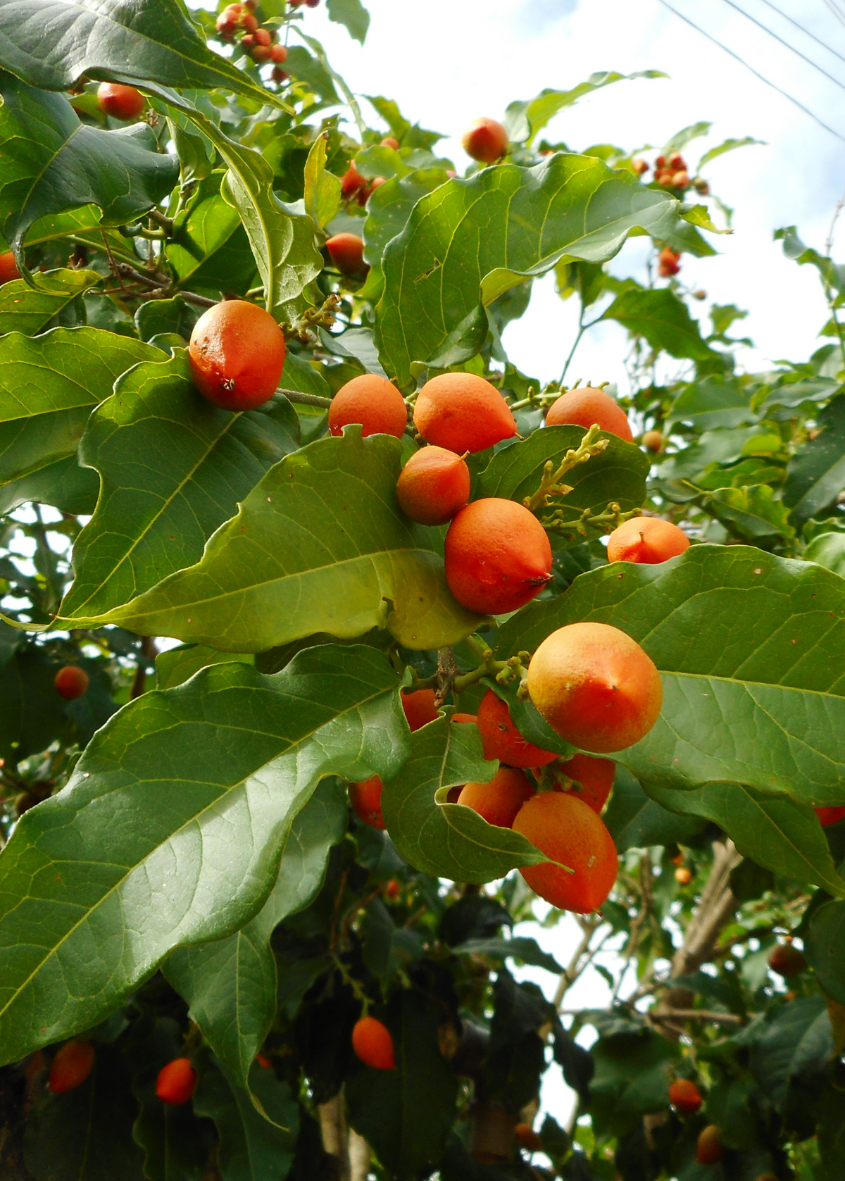 Peanut Butter Fruit Tree live plant - additional view 2