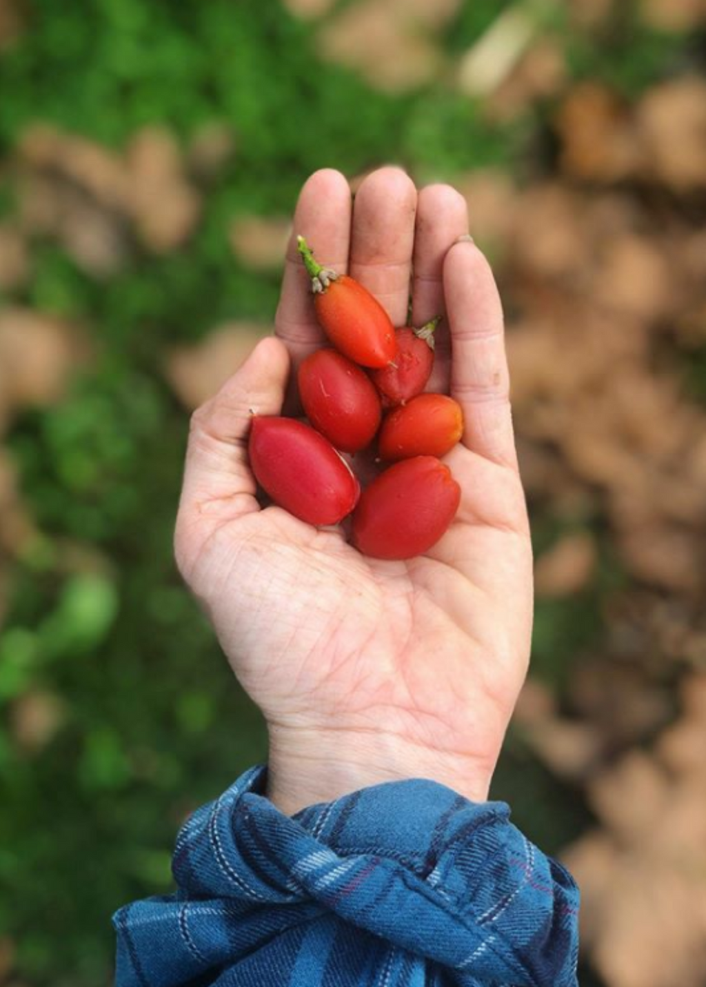 Peanut Butter Fruit Tree live plant - additional view 3