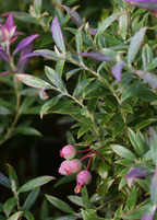Native Florida Blueberry Plant live plant