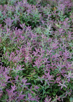 Native Florida Blueberry Plant live plant - additional view 2