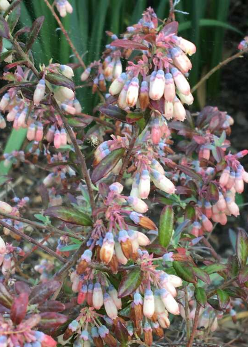Native Florida Blueberry Plant live plant - additional view 3