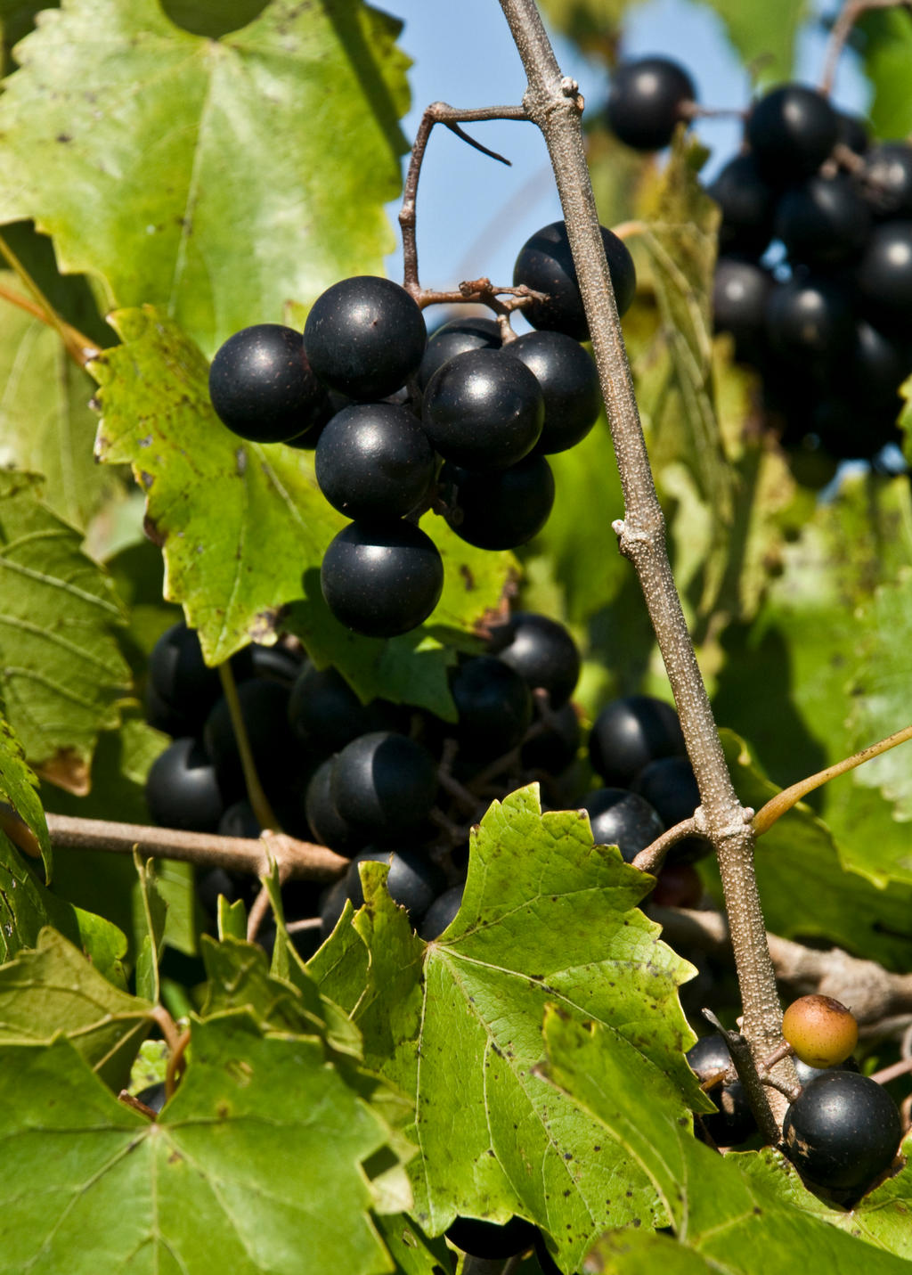 Alachua Muscadine Grape Vine live plant - additional view 2