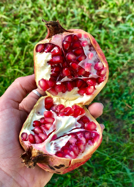 Vietnamese Pink Pomegranate Tree