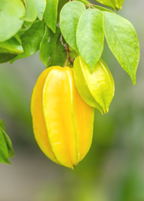 Sri Kembangan Star Fruit Tree live plant - additional view 2