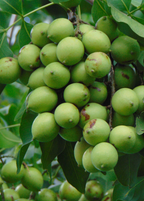 Spanish Lime Tree — Quenepa live plant - additional view 2