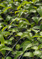 Purple Possum Passion Fruit Vine live plant - additional view 2