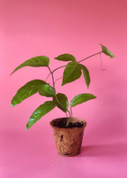 Purple Possum Passion Fruit Vine live plant - additional view 4