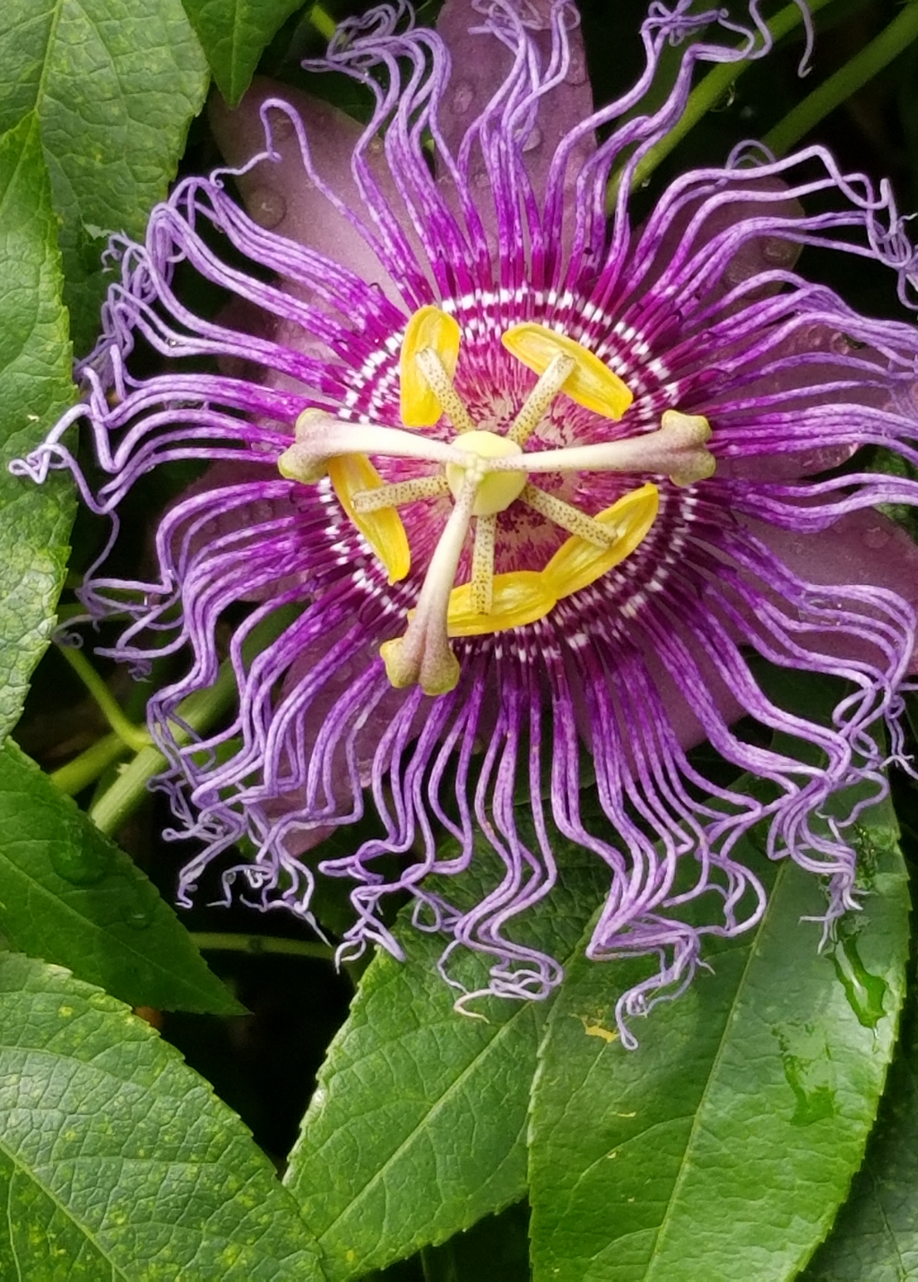 Purple Possum Passion Fruit Vine live plant - additional view 5