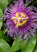 Purple Possum Passion Fruit Vine live plant - additional view 5