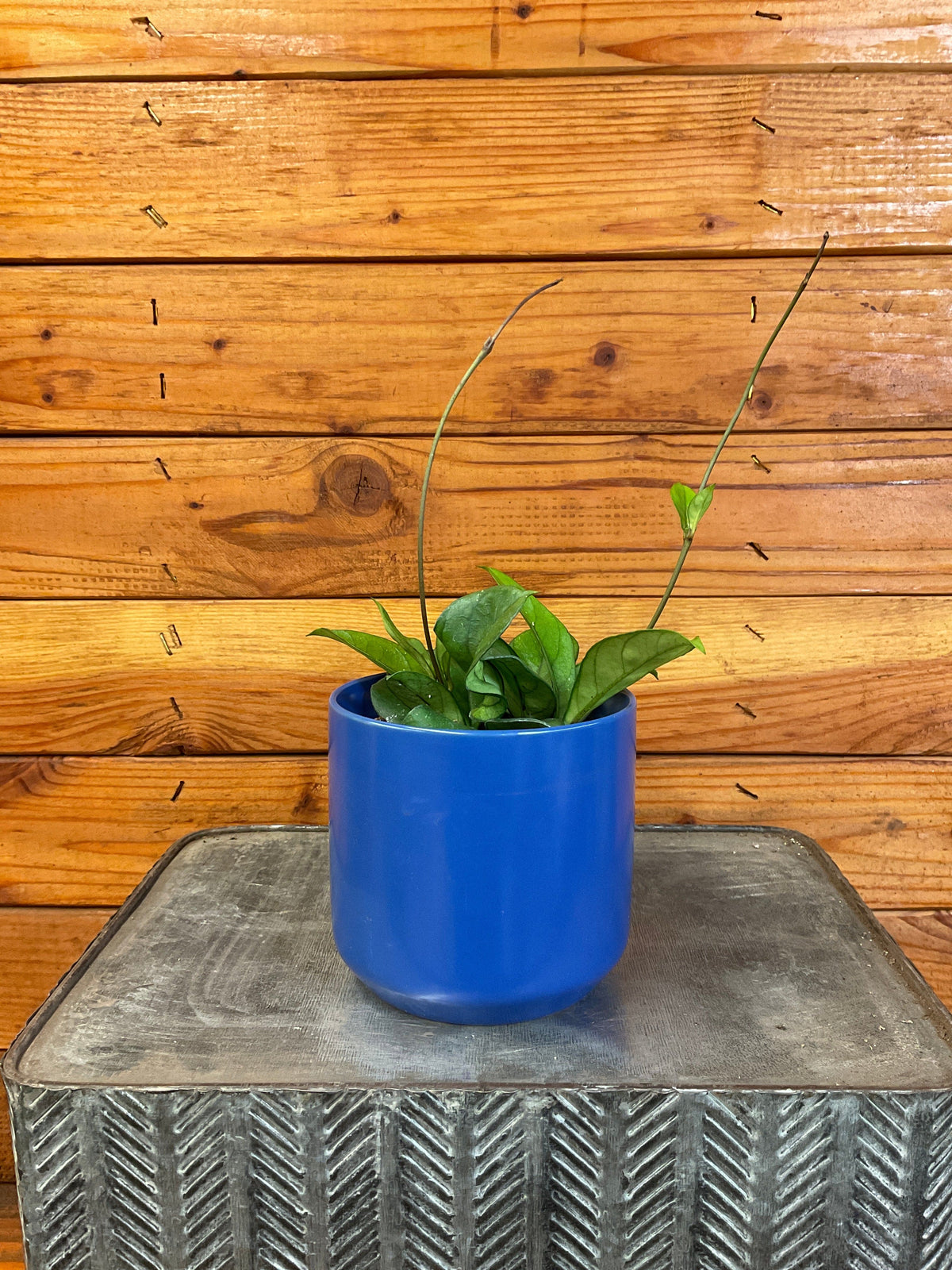 Hoya Hainanensis, 4" Plant live plant