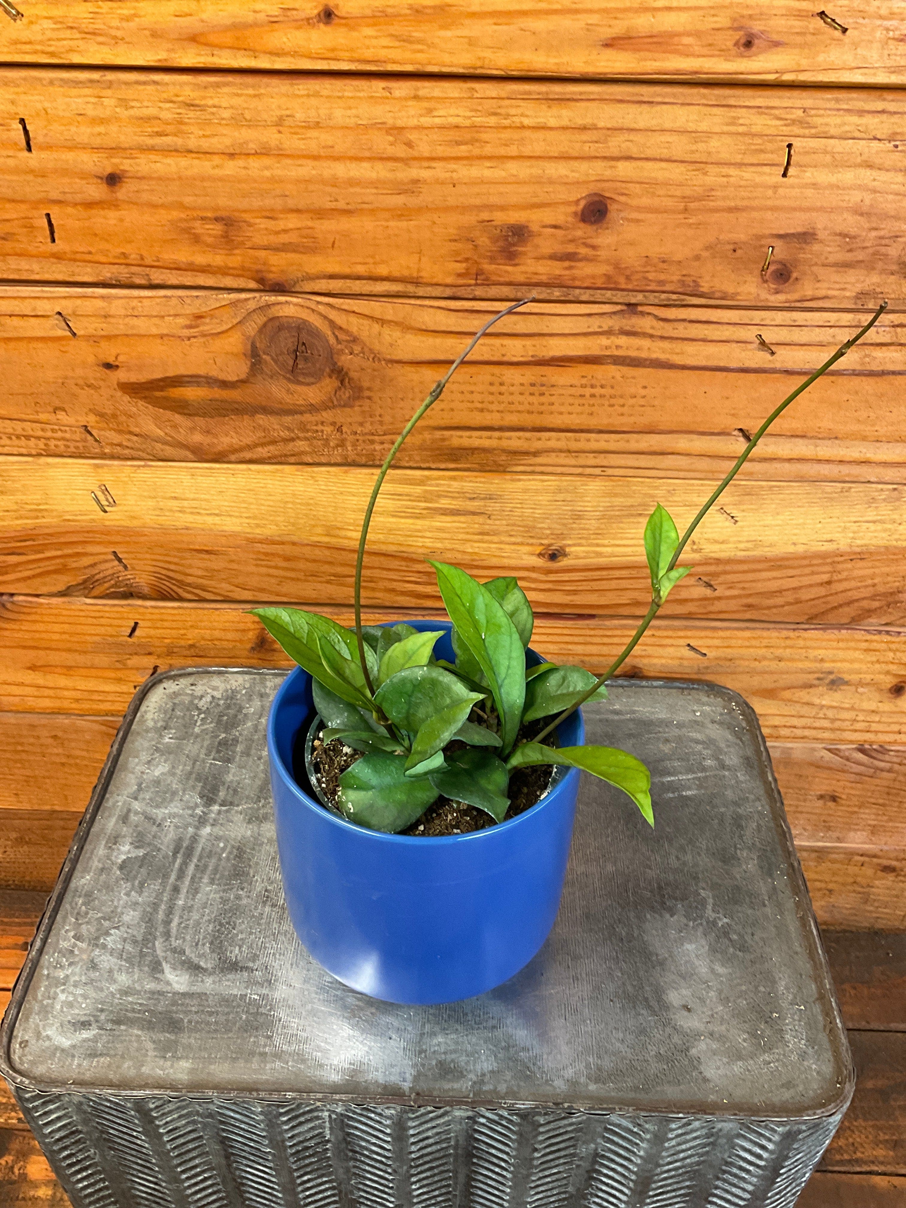Hoya Hainanensis, 4" Plant live plant - additional view 2