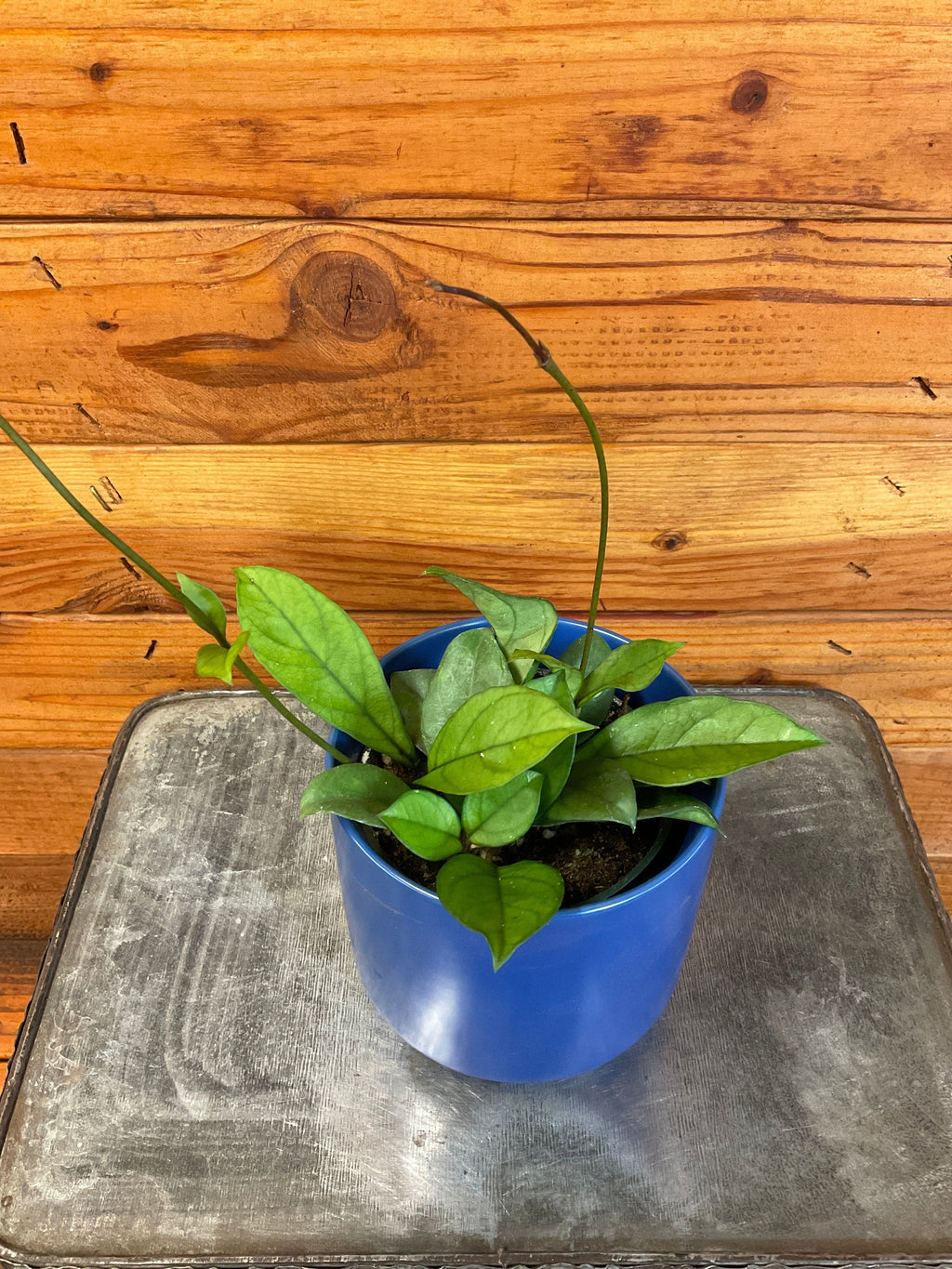 Hoya Hainanensis, 4" Plant live plant - additional view 3