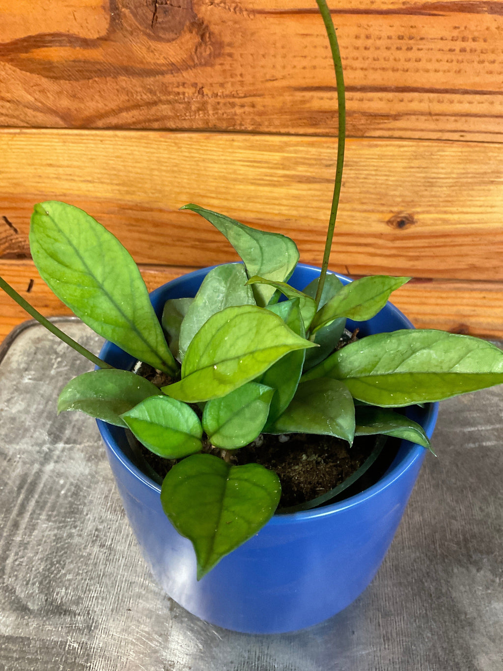 Hoya Hainanensis, 4" Plant live plant - additional view 4