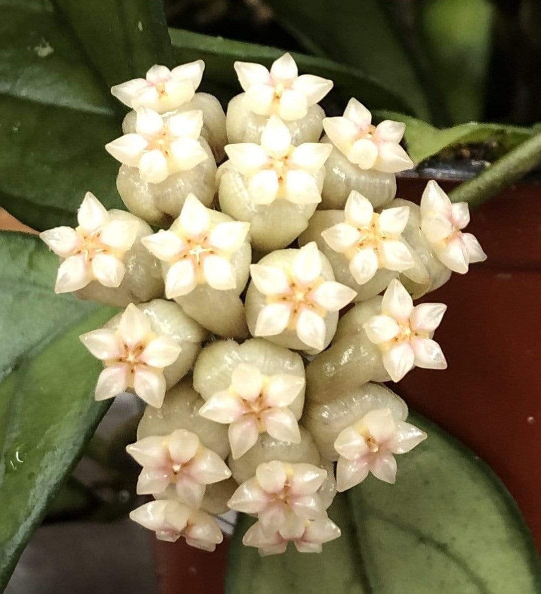 Hoya Hainanensis, 4" Plant live plant - additional view 5