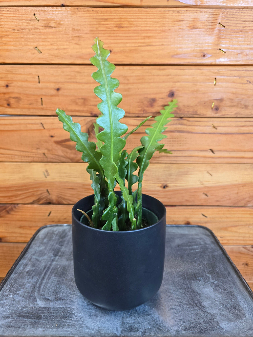 Epiphyllum Anguliger Ric Rac Cactus, 4" Plant live plant