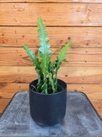 Epiphyllum Anguliger Ric Rac Cactus, 4" Plant live plant