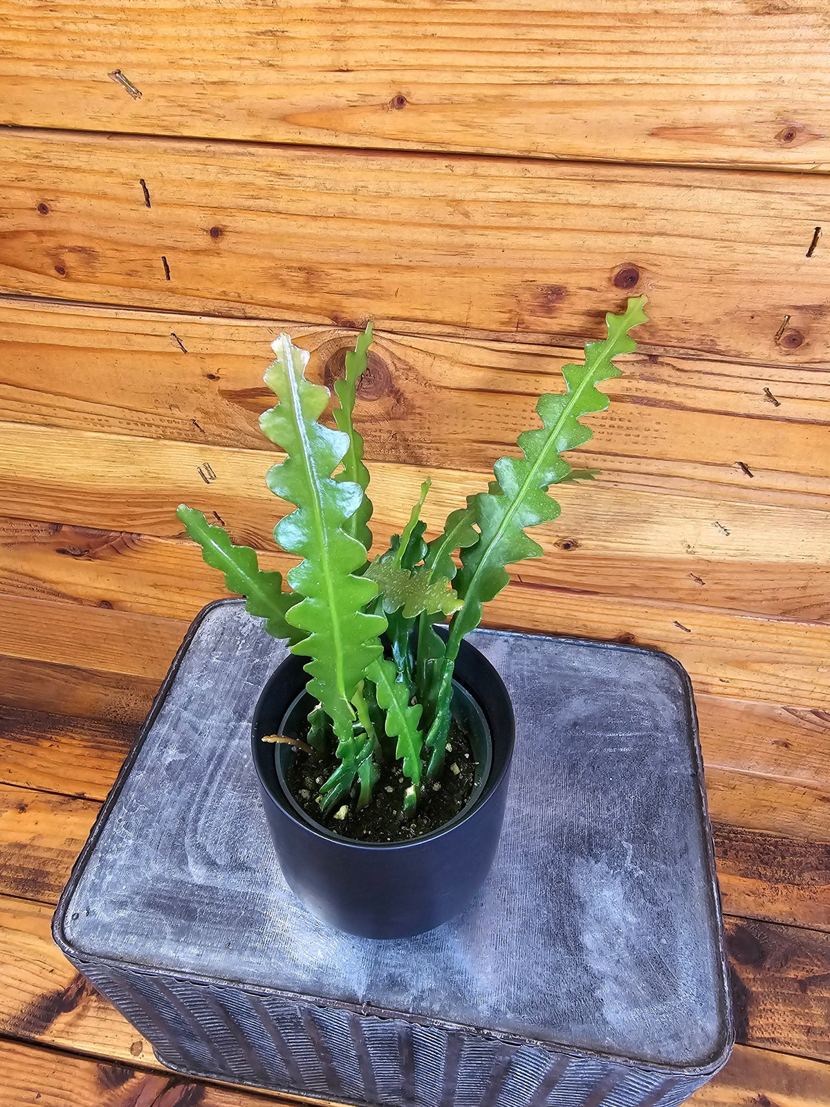 Epiphyllum Anguliger Ric Rac Cactus, 4" Plant live plant - additional view 2