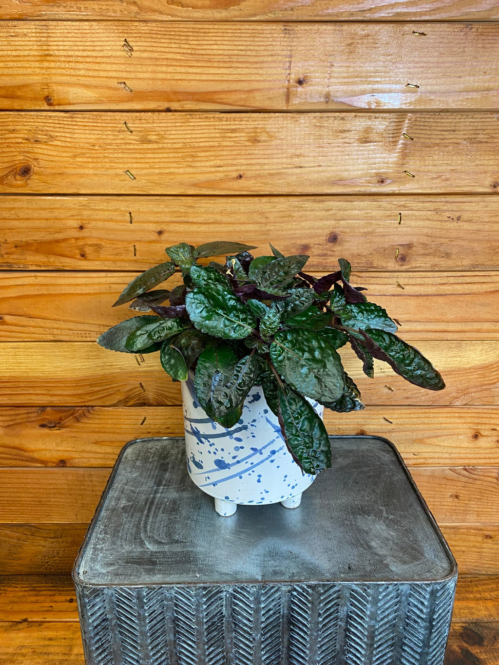 Hemigraphis alternata Purple Waffle, 6" Plant live plant