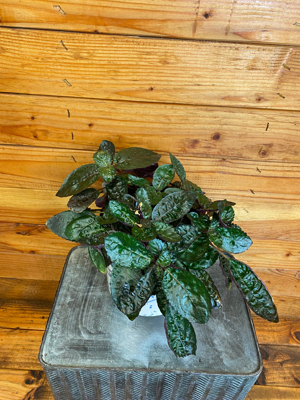 Hemigraphis alternata Purple Waffle, 6" Plant live plant - additional view 2