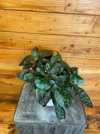 Hemigraphis alternata Purple Waffle, 6" Plant live plant - additional view 2
