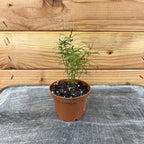 Asparagus Densiflorus Sprengeri Fern, 2" Plant live plant