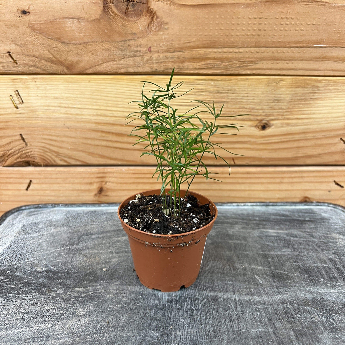 Asparagus Densiflorus Sprengeri Fern, 2" Plant live plant