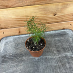 Asparagus Densiflorus Sprengeri Fern, 2" Plant live plant - additional view 2