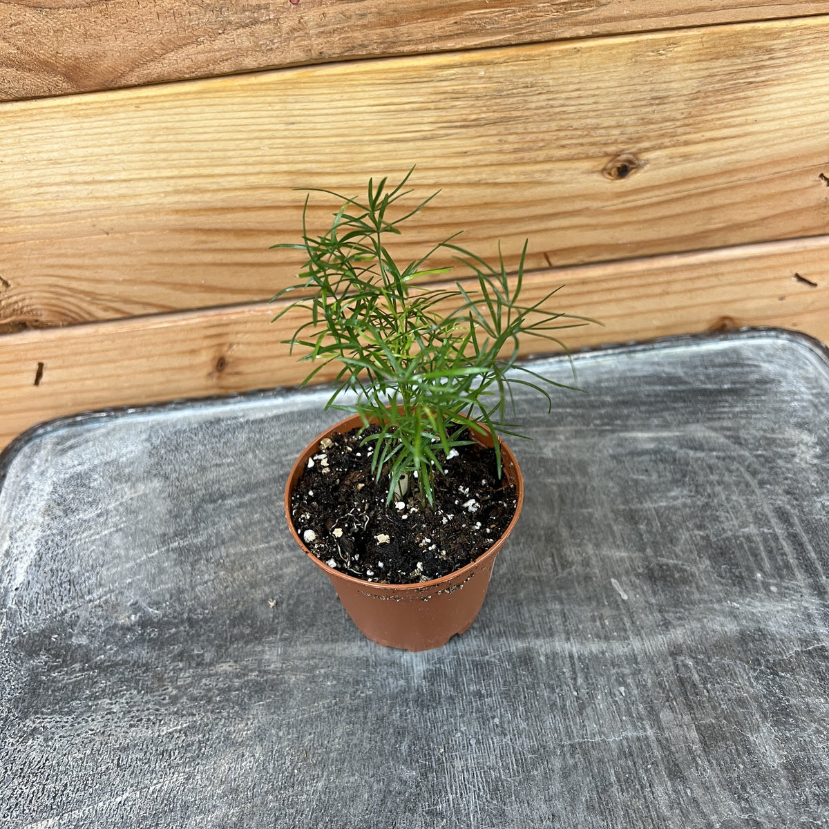 Asparagus Densiflorus Sprengeri Fern, 2" Plant live plant - additional view 2